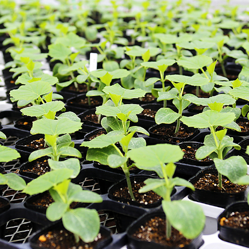 ワクチン接種苗