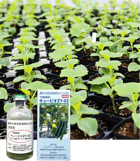 植物ワクチン接種苗