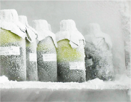 植物ワクチン事業