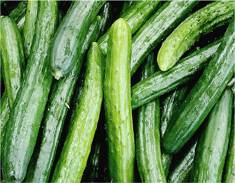 ワクチン接種苗