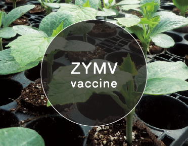 ウイルスガード苗Z