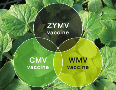 ウイルスガード苗ZCW
