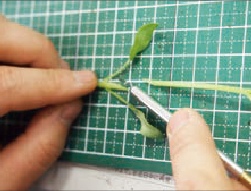 ①台木の上部を切除