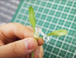 ②接木チューブをセット