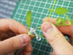 ③カットした穂木を用意