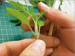 ④接ぎ合わせて完成